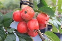 Paradisæbletræ `Red Sentinel`